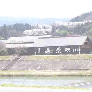 若葉